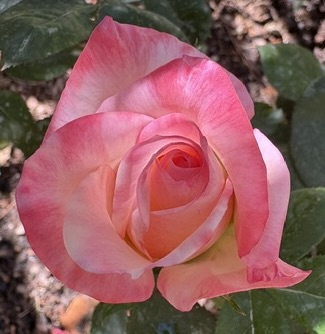 Gemini hybrid tea rose